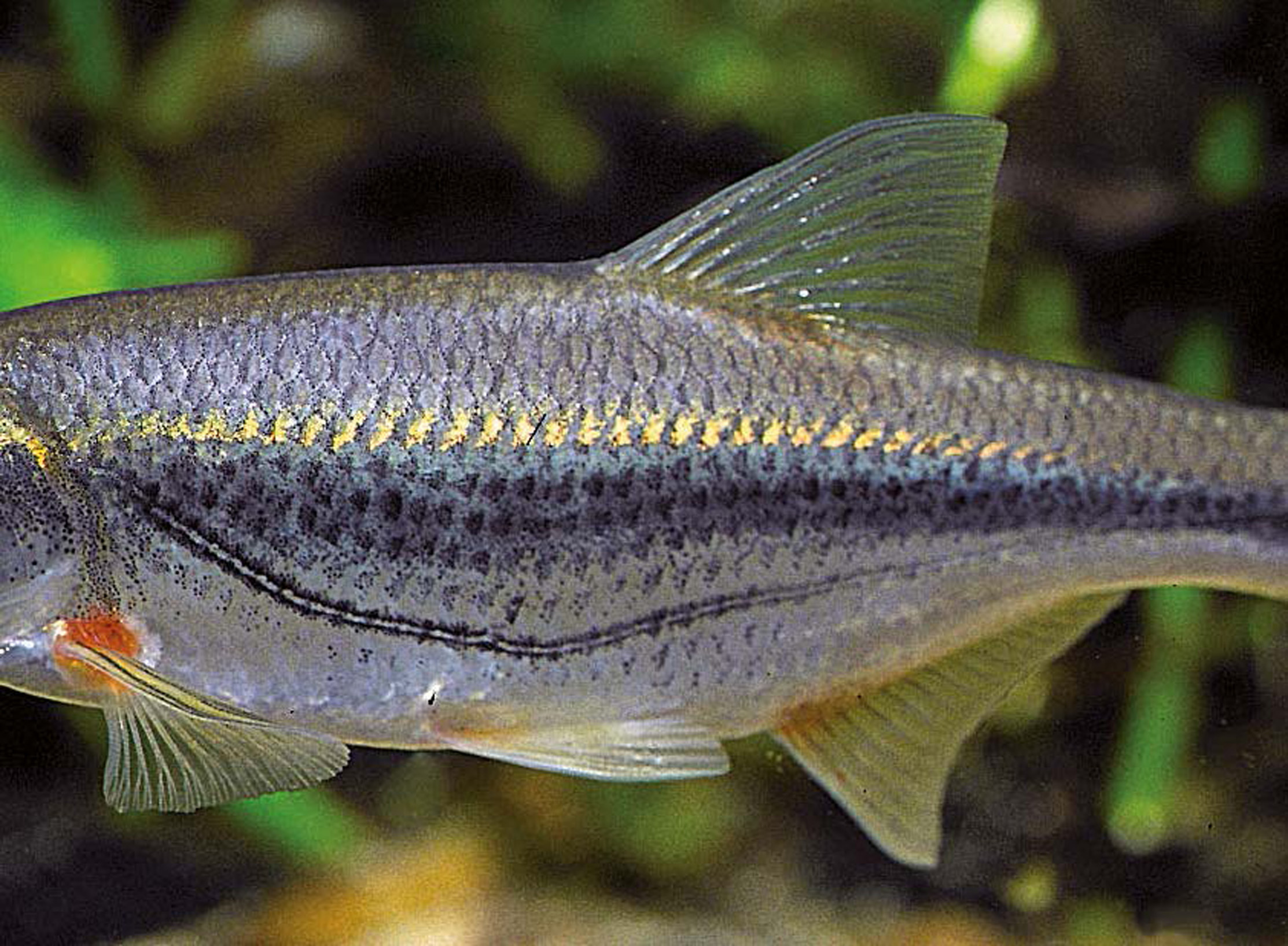 Seitenlinienorgan (Schneider)