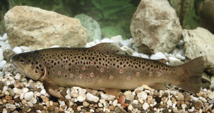 Stand-, Zug- und Wanderfische