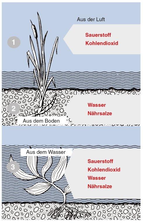 Wasserpflanzen und ihre Ernährung