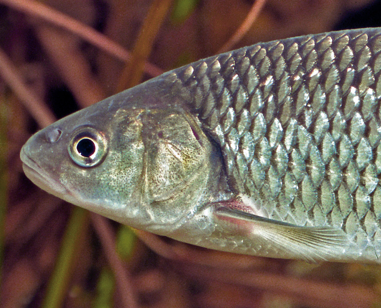 Dbel, Aitel, Dickkopf - Fisch - Heintges eLearning