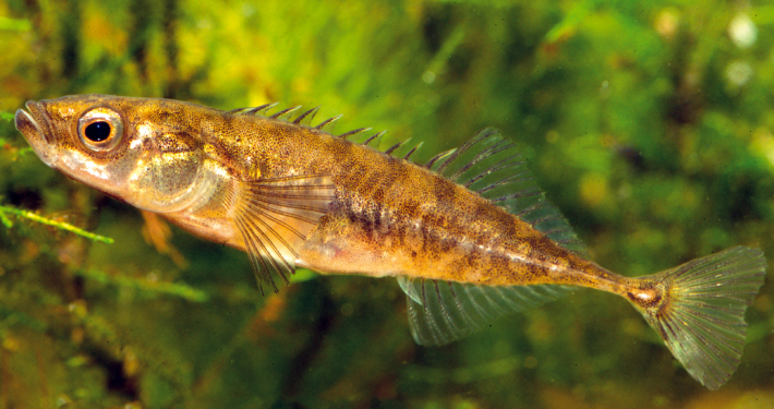 Neunstacheliger Stichling