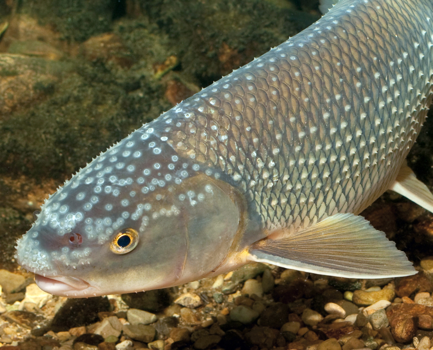 Rutilus meidingerii, Perlfisch