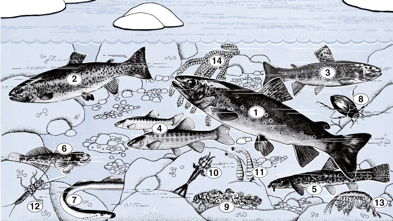 Merkmale der Forellenregion