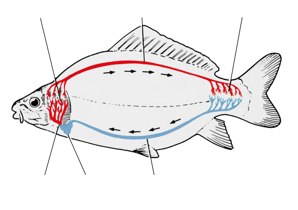 Blutkreislauf und Blut