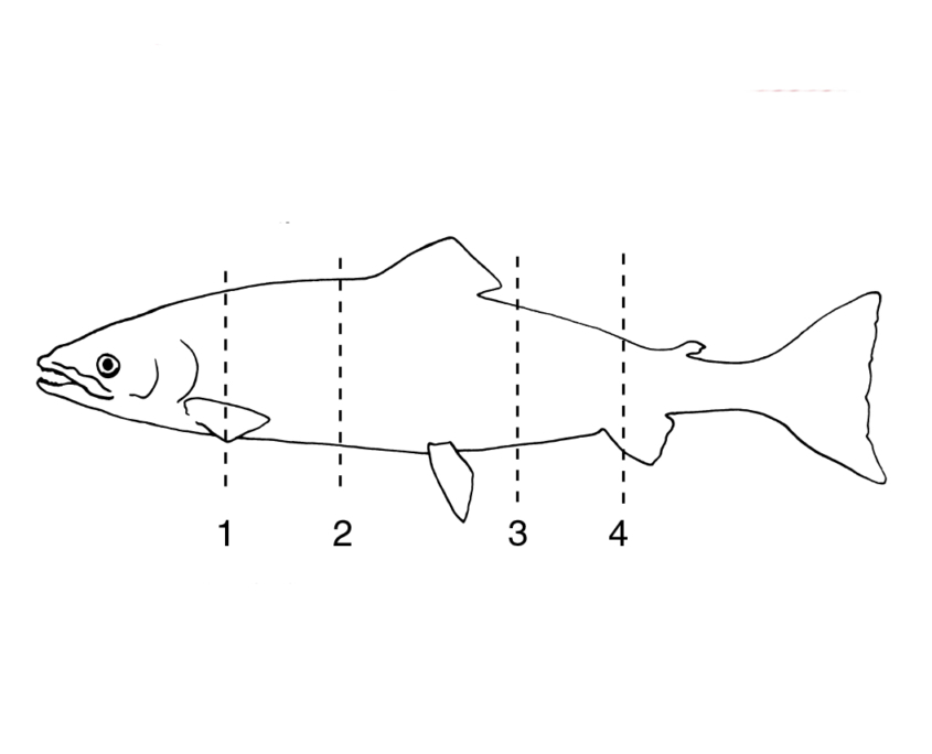 Querschnitt Muskulatur