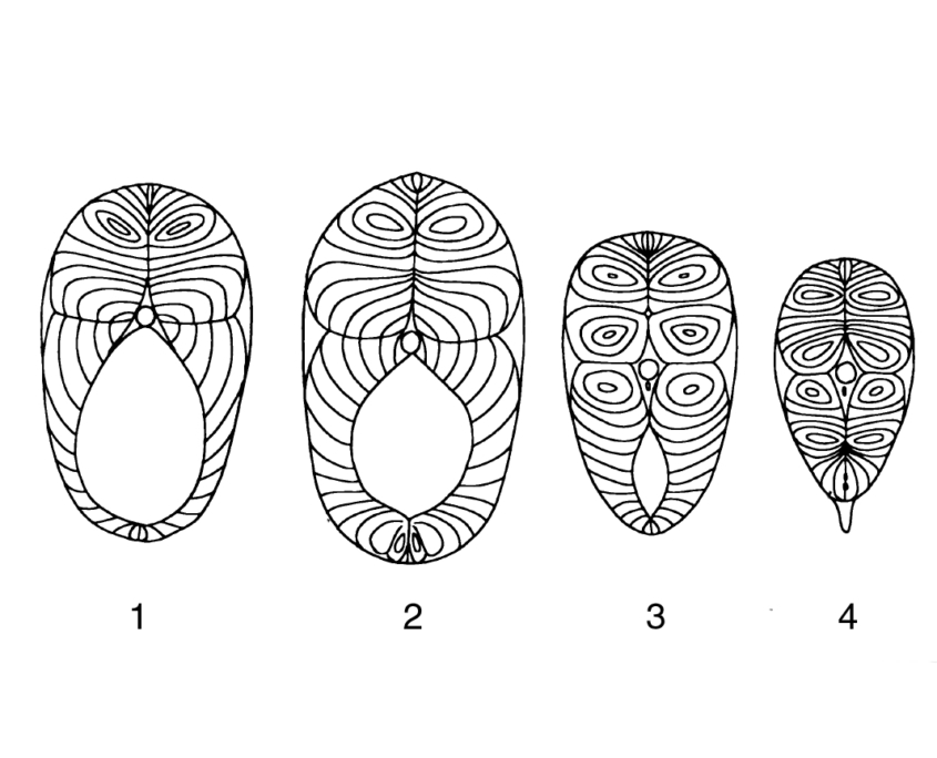 Muskulatur Querschnitt
