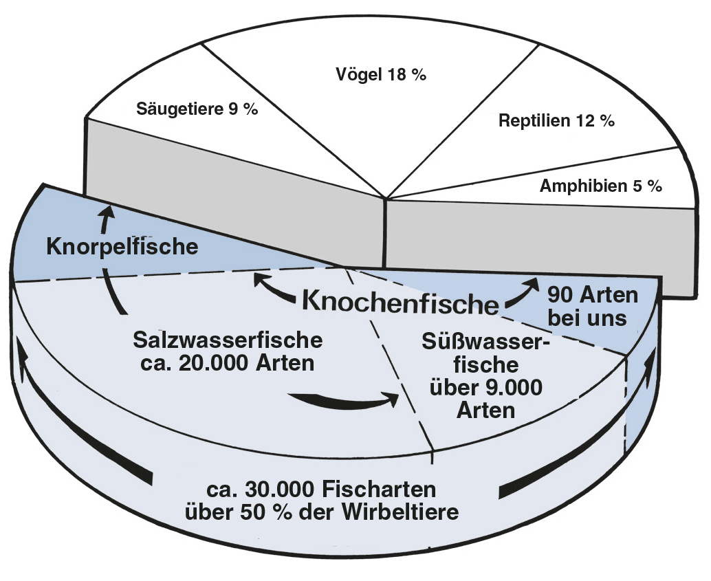 Aufteilung der Wirbeltiere