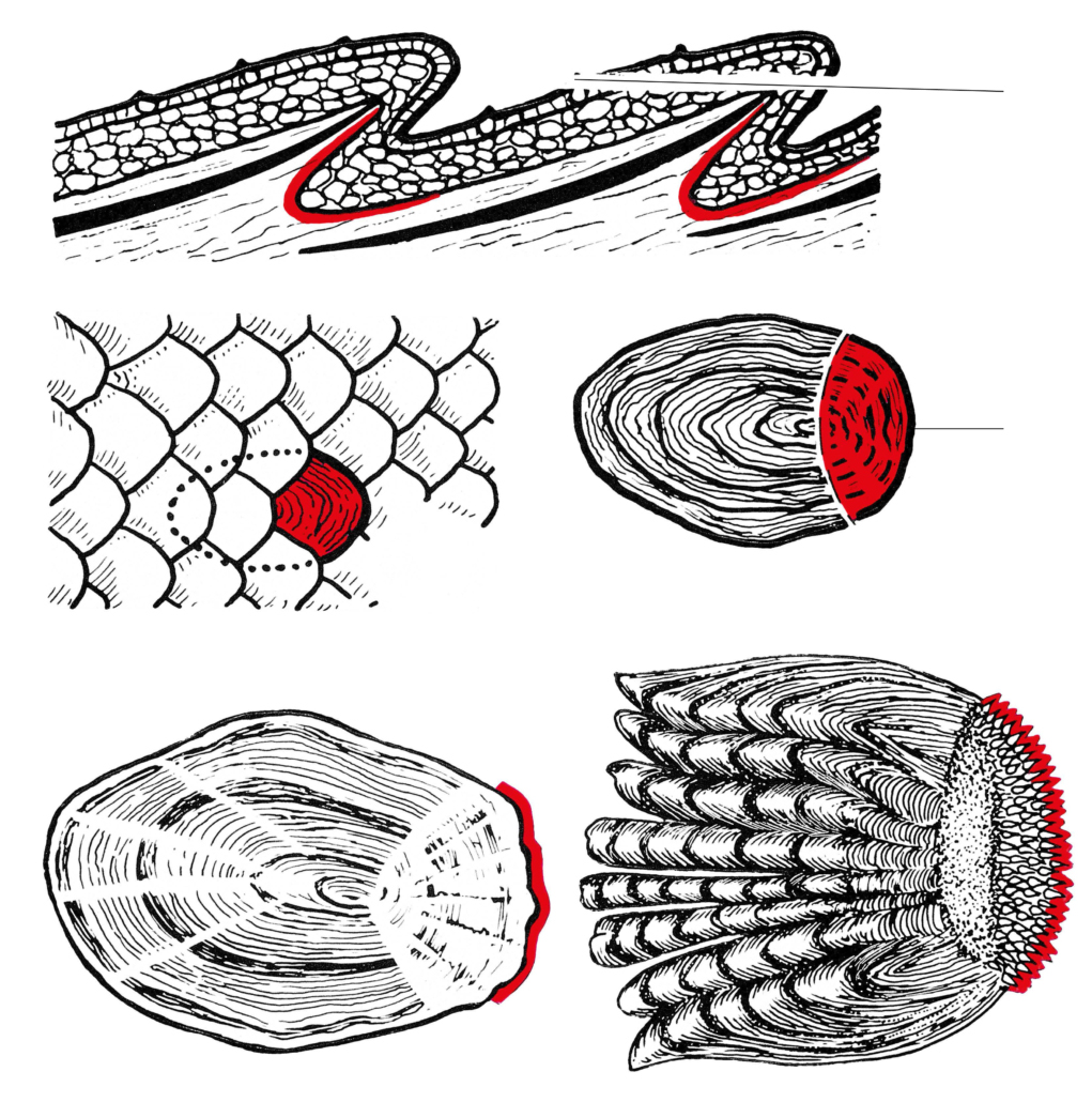 Rund- und Kammschuppen