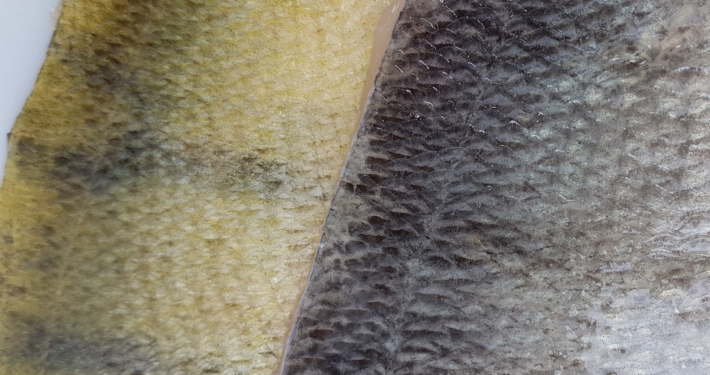 Flussbarsch unterschiedliche Färbung