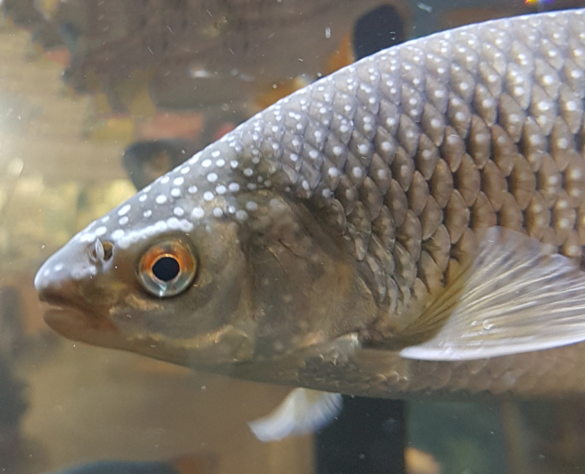 Laichausschlag Rotauge