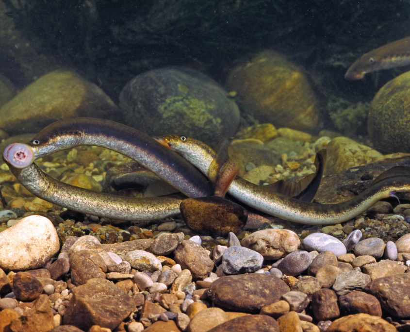 FNS_Flussneunaugen laichend (A. Hartl)