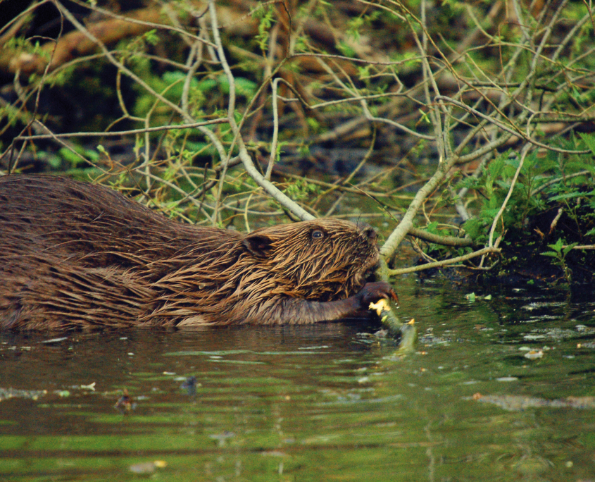 europan beaver