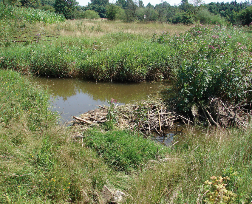 FNS_Biberstau (Dr. W. Völkl)