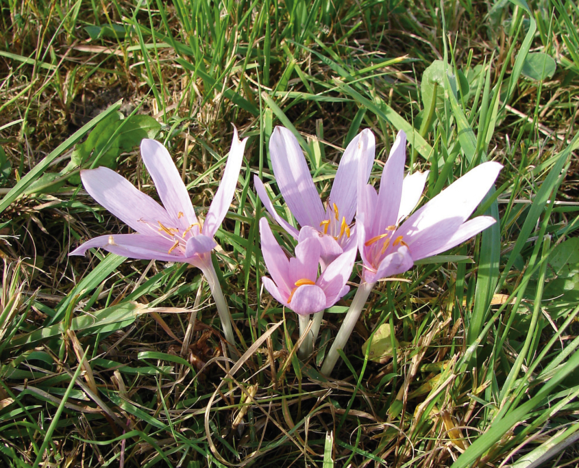 Herbstzeitlose