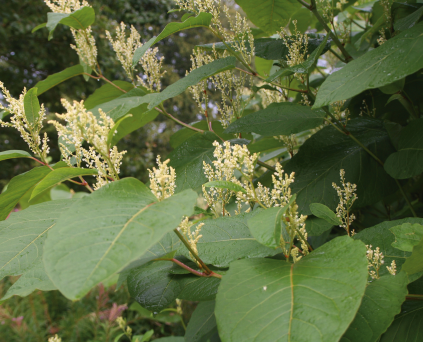 FNS_Staudenknöterich (K.Schmidt)