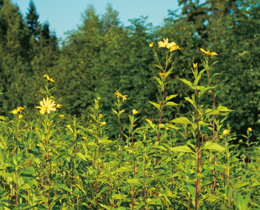 FNS_Topinambur(K.Schmidt)