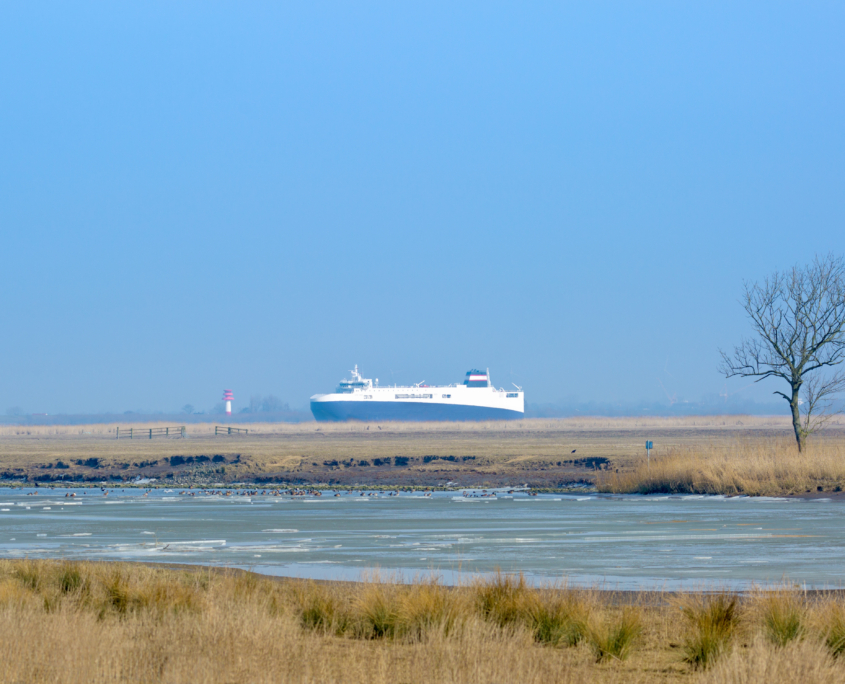 On the Elbe estuary drive large ocean liners. These are well visible from the adjacent nature reserve - near Freiburg (Elbe), Germany