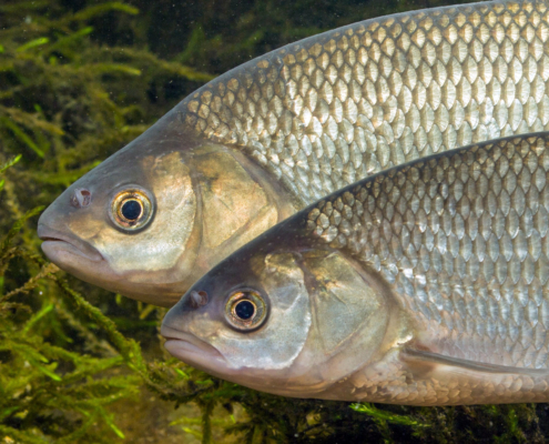 Fischkörper