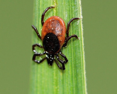 Gefahren am Gewässer - Auf die eigene Gesundheit achten
